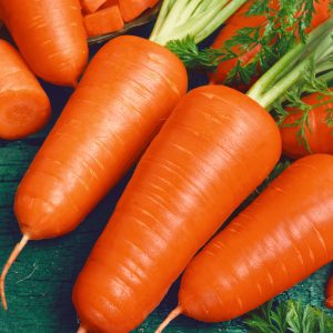Early ripening carrot hybrids: Shantane, Cordoba, Red Core
