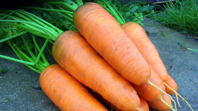 Early ripening carrot hybrids: Shantane, Cordoba, Red Core