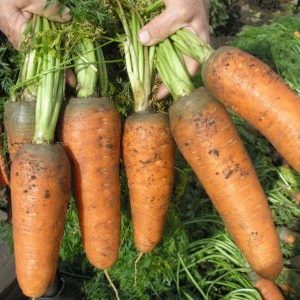 Early ripening carrot hybrids: Shantane, Cordoba, Red Core