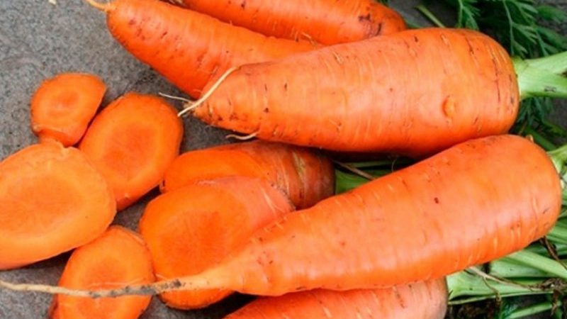 The best varieties of carrots - photos and detailed descriptions, reviews