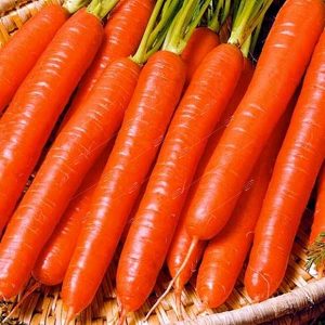 Unpretentious variety of carrots Vitamin 6