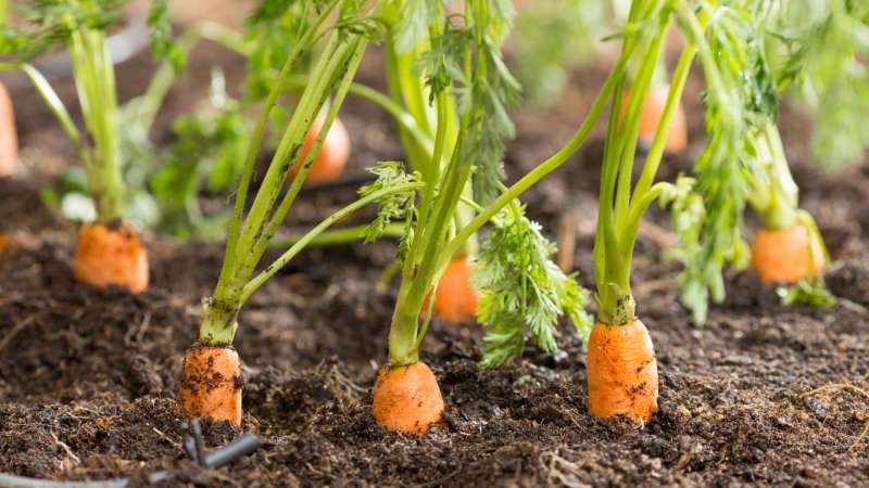 Unpretentious variety of carrots Vitamin 6