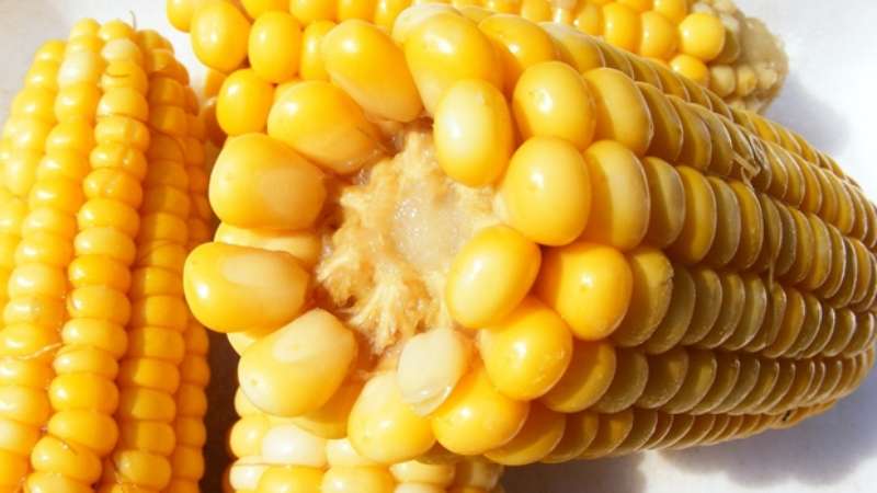 Is it possible to eat boiled corn while losing weight: calories, benefits and harms in the fight against extra pounds