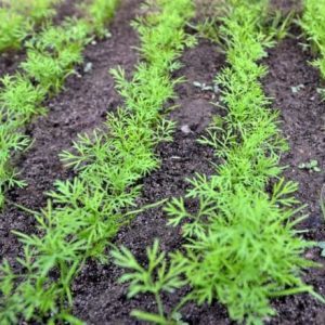 When is it better to plant dill before winter, and is it possible to do so