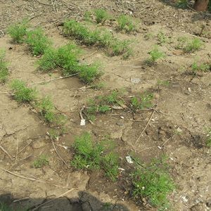 When is it better to plant dill before winter, and is it possible to do so