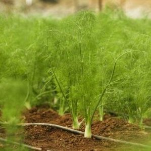 When is it better to plant dill before winter, and is it possible to do so