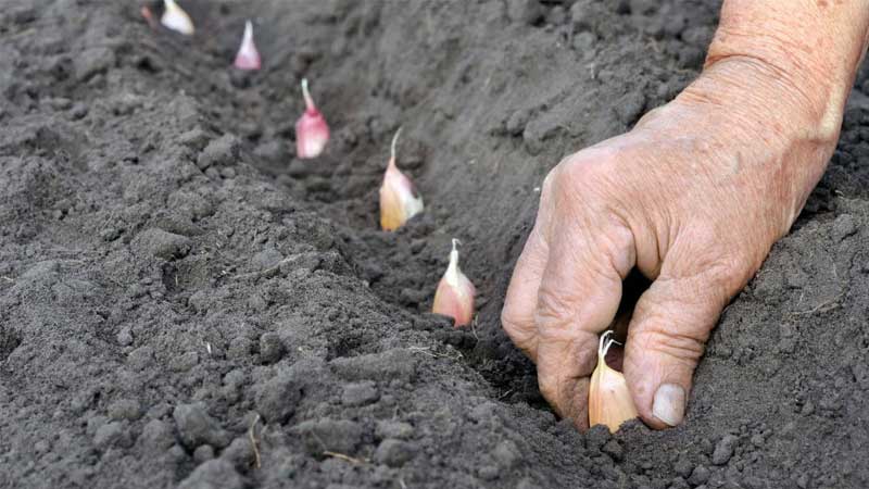 How to plant onions correctly and to what depth for the winter