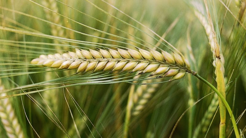 The incredible benefits of barley for the human body