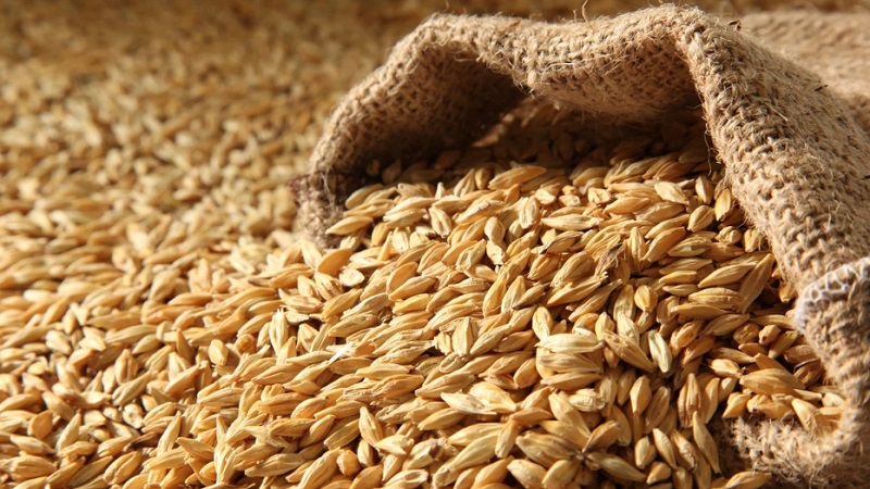 The incredible benefits of barley for the human body