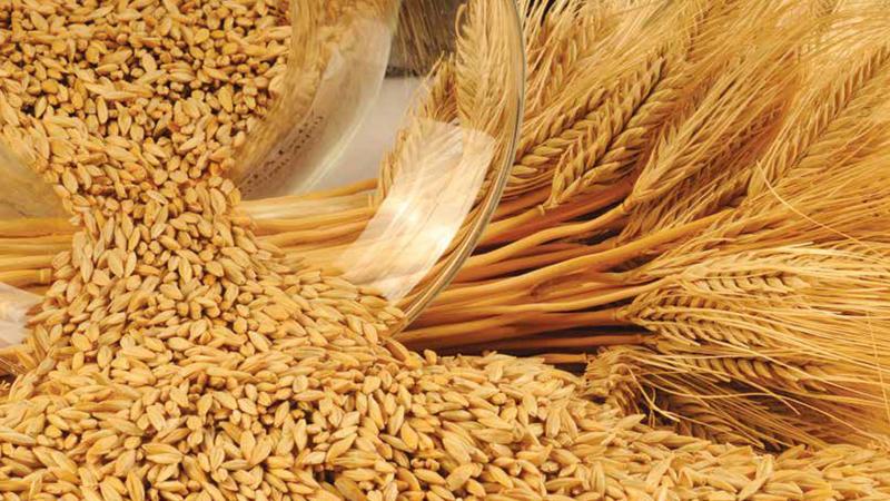 The incredible benefits of barley for the human body