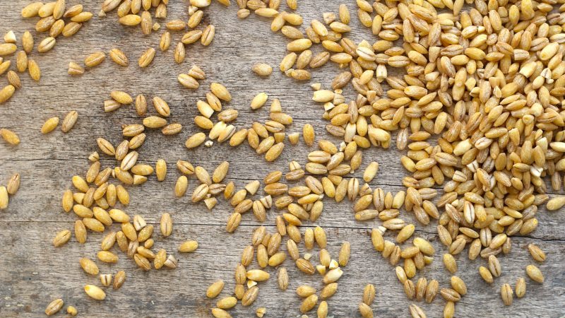 The incredible benefits of barley for the human body