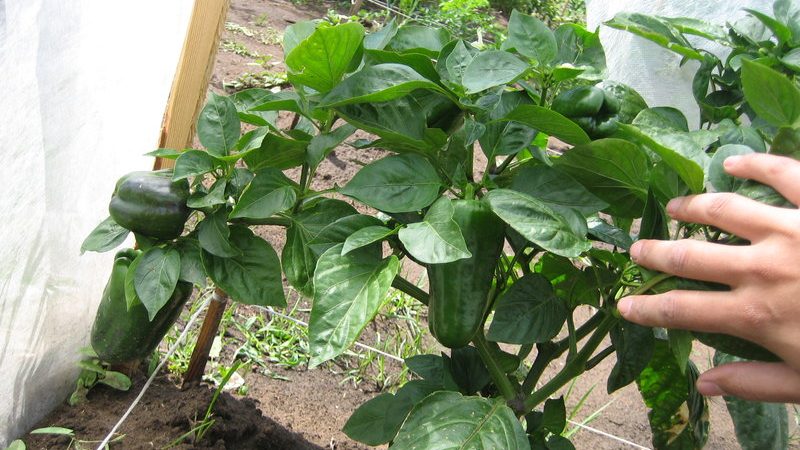 Is it necessary to pick off the leaves of peppers in the greenhouse and how to do it correctly: instructions for novice gardeners