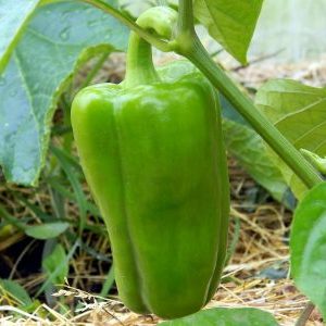 Is it necessary to pick off the leaves of peppers in the greenhouse and how to do it correctly: instructions for novice gardeners