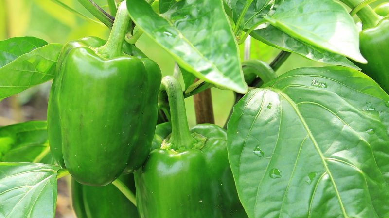 Is it necessary to pick off the leaves of peppers in the greenhouse and how to do it correctly: instructions for novice gardeners
