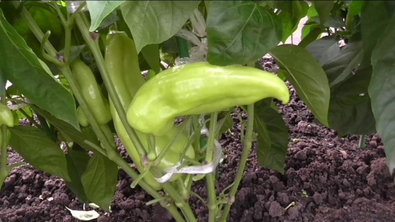 Is it necessary to pick off the leaves of peppers in the greenhouse and how to do it correctly: instructions for novice gardeners