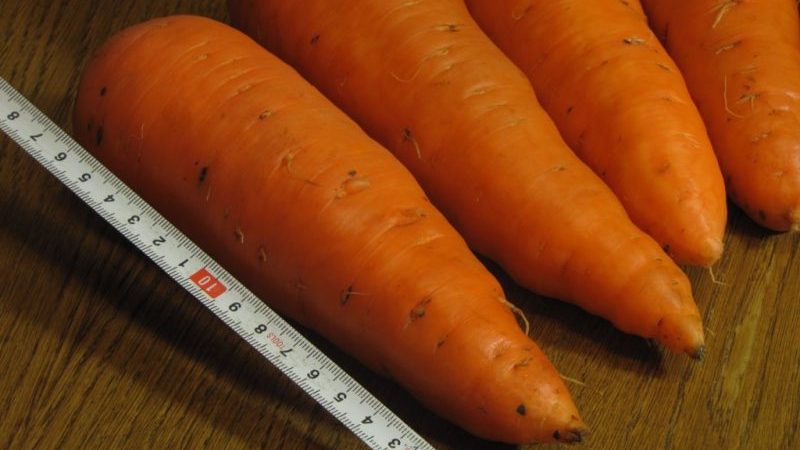 Review and description of early carrot varieties