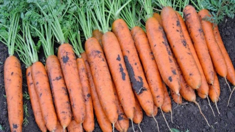 Review and description of early carrot varieties