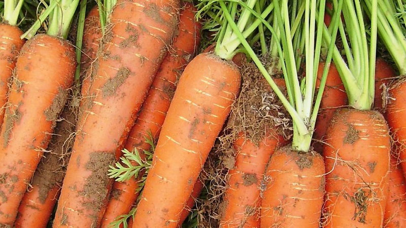 Review and description of early carrot varieties