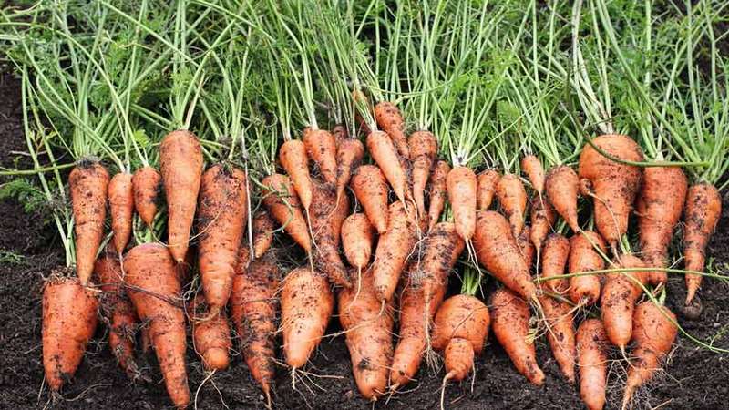 Review and description of early carrot varieties