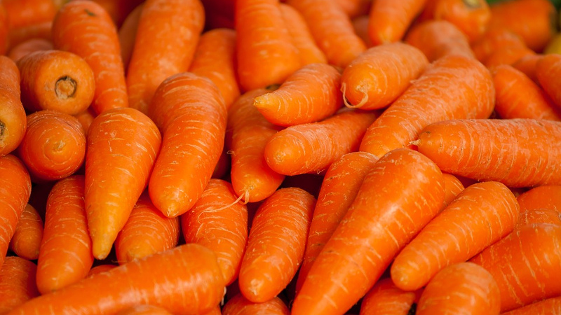 Overview of the sweetest and most productive varieties and hybrids of carrots