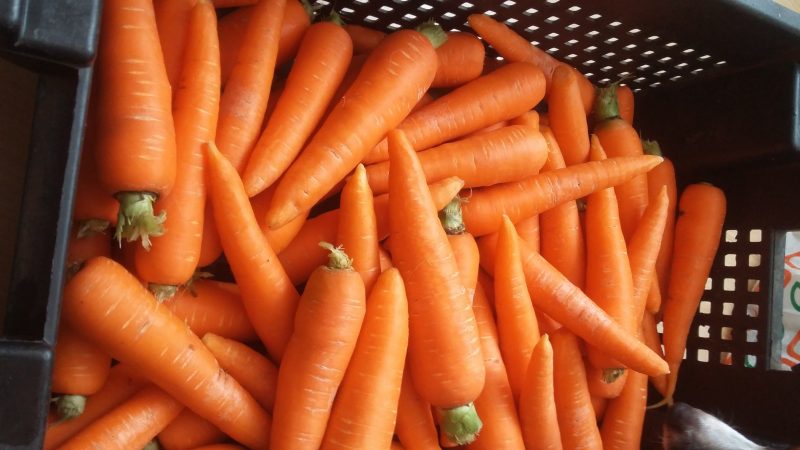 Overview of the sweetest and most productive varieties and hybrids of carrots