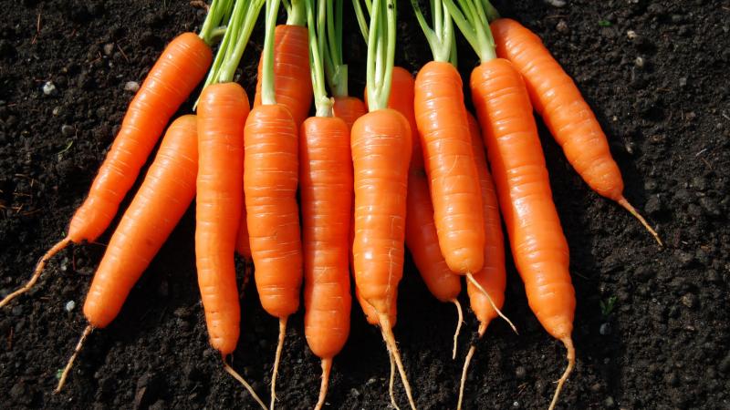Overview of the sweetest and most productive varieties and hybrids of carrots