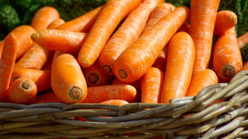 Overview of the sweetest and most productive varieties and hybrids of carrots