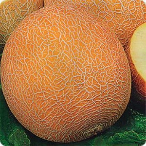 Description and characteristics of melon crossed with pineapple: what does the mini fruit taste like