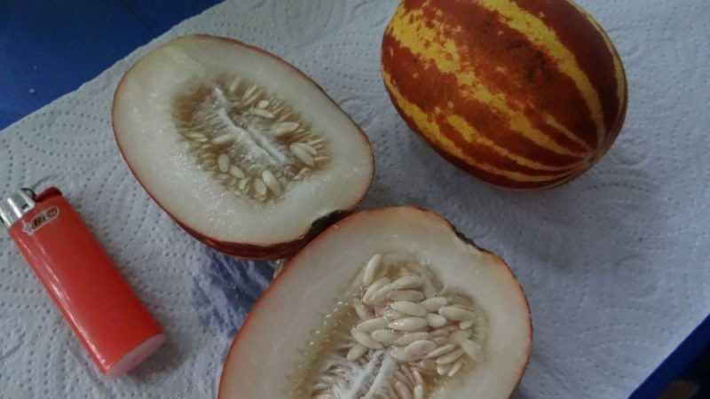 Description and characteristics of melon crossed with pineapple: what does the mini fruit taste like