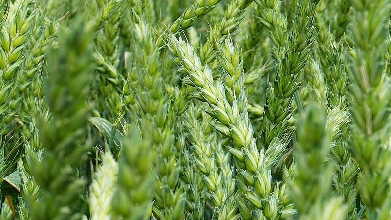 Description and characteristics of the winter wheat variety Bagrat