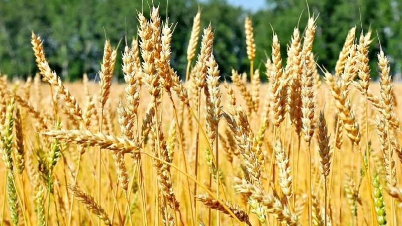 Description and characteristics of the winter wheat variety Bagrat