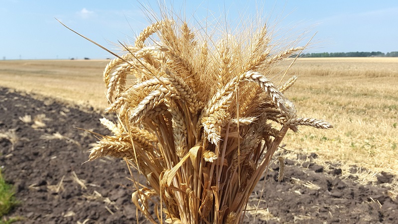 Description and characteristics of the winter wheat variety Bagrat