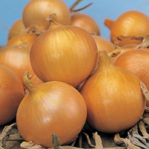 Description of the Senshui onion variety, planting and care features