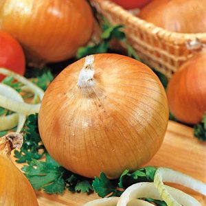 Description of the Senshui onion variety, planting and care features