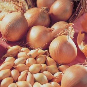 Description of the Senshui onion variety, planting and care features