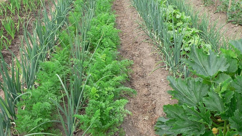 Description of the Senshui onion variety, planting and care features