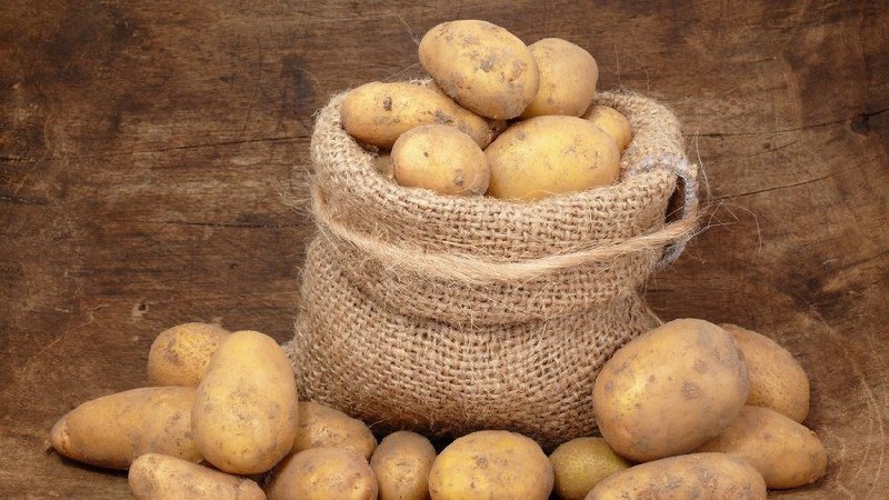 Features of storing potatoes: at what temperature does it freeze