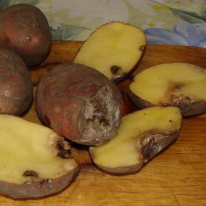 Features of storing potatoes: at what temperature does it freeze