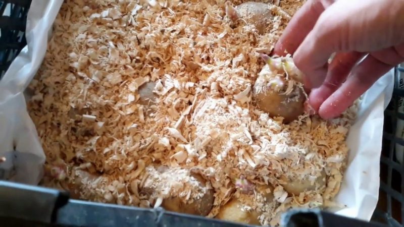 Features of storing potatoes: at what temperature does it freeze