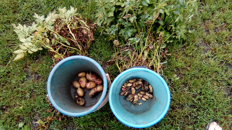 Features of storing potatoes: at what temperature does it freeze