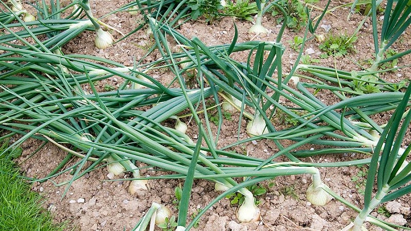 Features and schemes for planting onions in the fall before winter