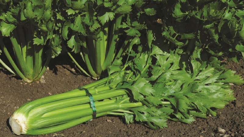Features of planting and caring for stalked celery in the open field