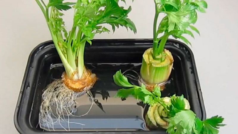 Features of planting and caring for stalked celery in the open field