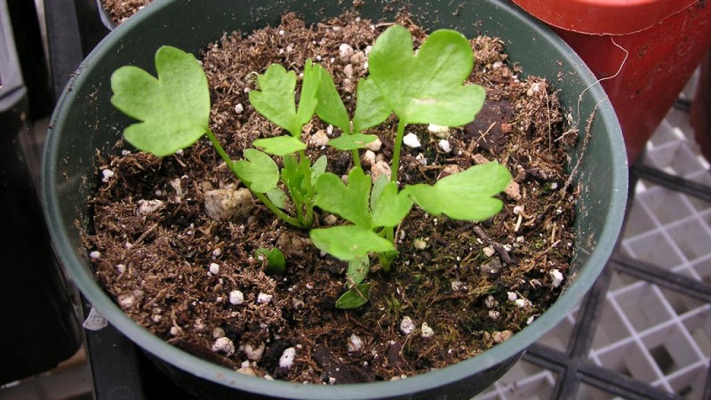 Features of planting and caring for stalked celery in the open field