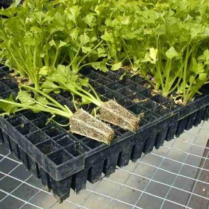Features of planting and caring for stalked celery in the open field