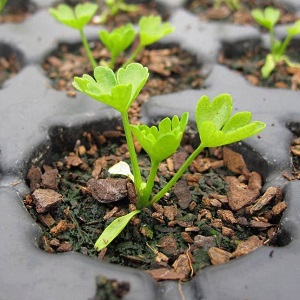 Features of planting and caring for stalked celery in the open field
