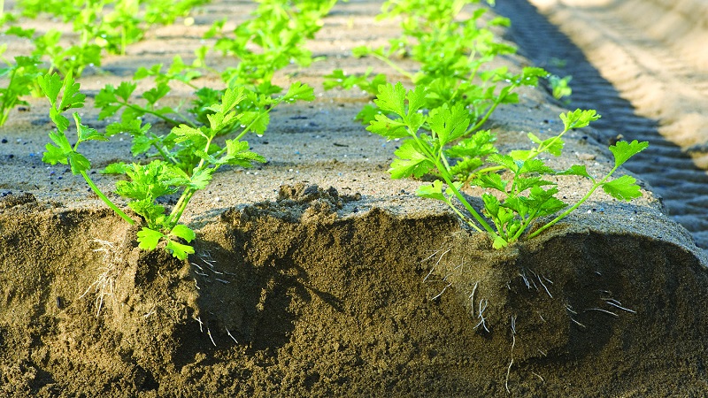 Features of planting and caring for stalked celery in the open field
