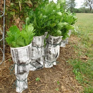 Features of planting and caring for stalked celery in the open field