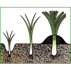 Features of growing onions from seeds