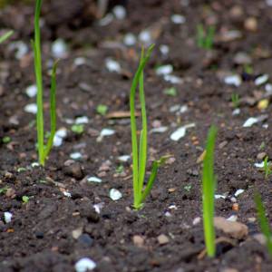 Features of growing onions from seeds